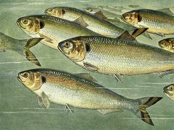 André Tavares, Architecture Follows Fish