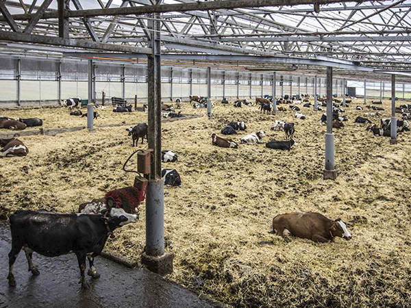 Víctor Muñoz Sanz, Cowborgs in the polder: How the design of farm buildings, animal bodies, and technologies transformed Dutch dairy landscapes